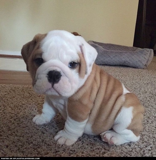 Male and Female English Bulldogs For Sale