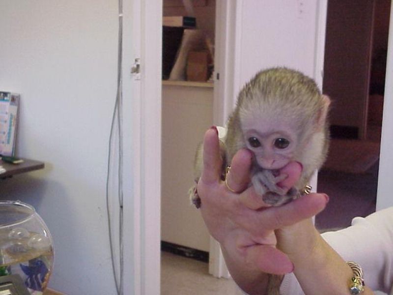 Capuchin monkey available 