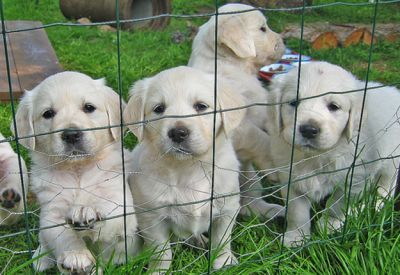 Gorgeous And Healthy Labrador Retriever Pups For Good And Loving Homes