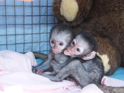Lovely and jovial purebreed Capuchin monkeys For Fee Adoption