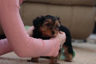 Adorable Yorkie Puppies For Free Adoption (powell_nickson30@yahoo.com)