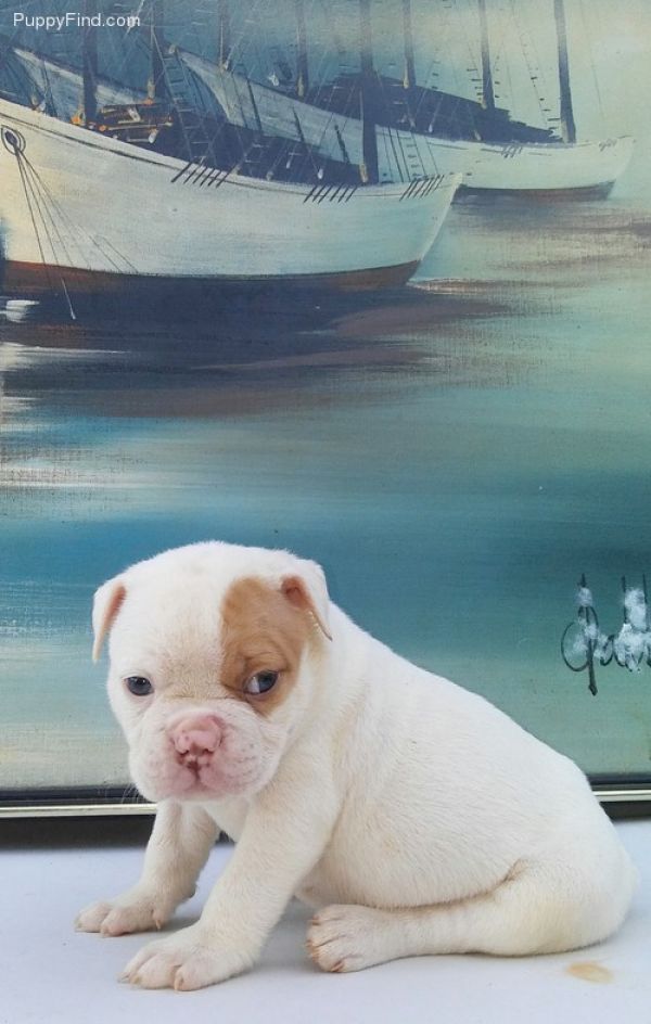 Male and female English bulldog puppies for adoption