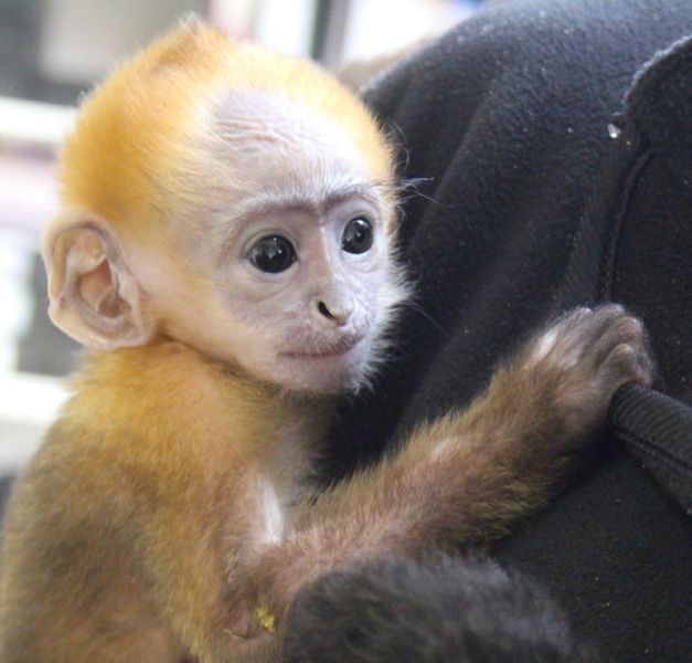 Baby Capuchin Monkeys For Adoption (302) 5853945