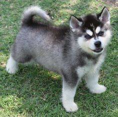 Alaskan Klee Kai Puppies  For Sale