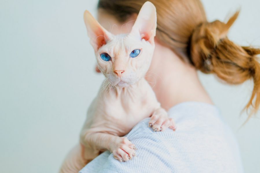 Cute Sphynx & Bengal kittens for adoption