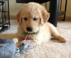 Excellent Golden Retriever Puppies