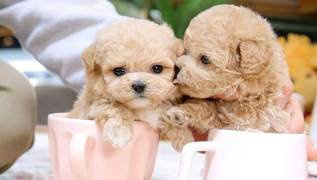 Sweet Toy Poodle puppies for adoption