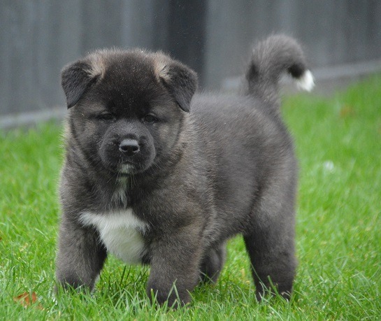 CKC Registered Akita puppies Available