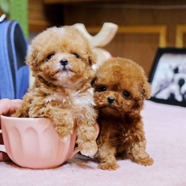 Adorable Toy Poodle puppies for sale