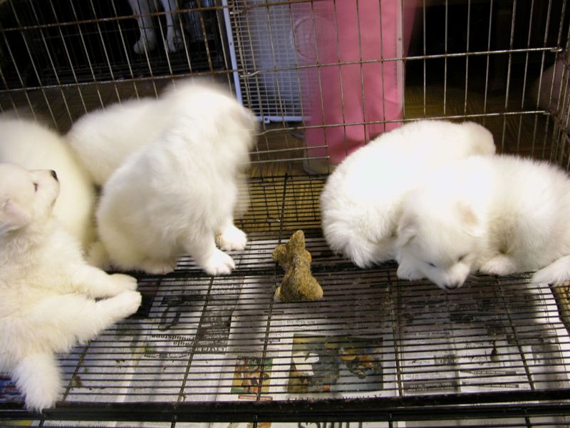 Samoyed puppies ready for a loving new home