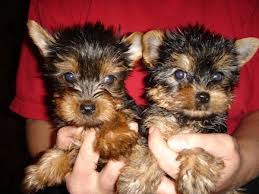 Get this lovely Yorkie puppy for your family and kids