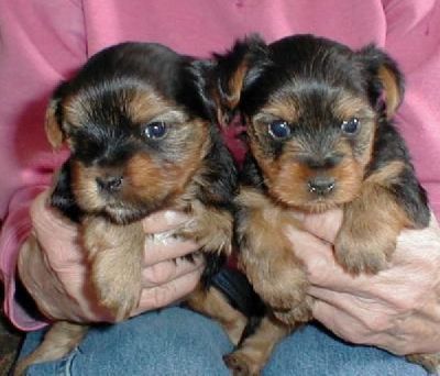 Akc adorable yorkie puppies for free adoption....