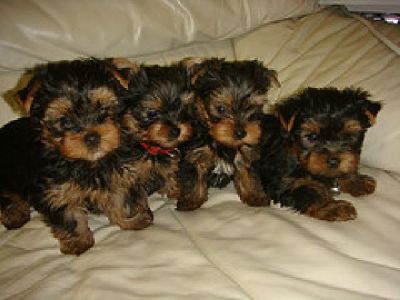 Available Teacup Yorkie puppies for Free home adoption