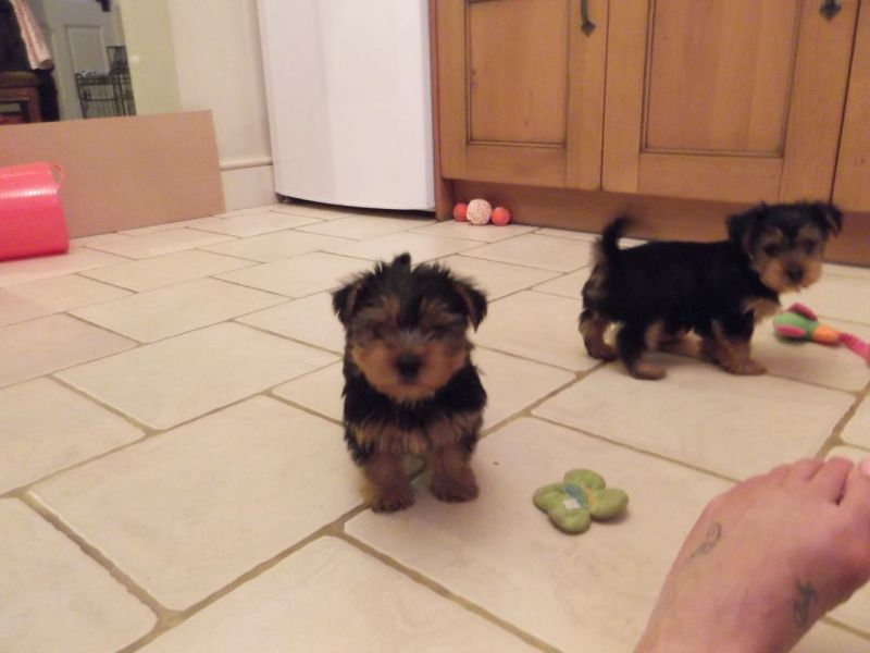 Intelligent Yorkshire Terrier Puppies