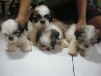 shih tzu adoption montreal tzu pupppies for adoption 845 580 9018 shih tzu adoption montreal tzu pupppies for adoption 845 580 9018