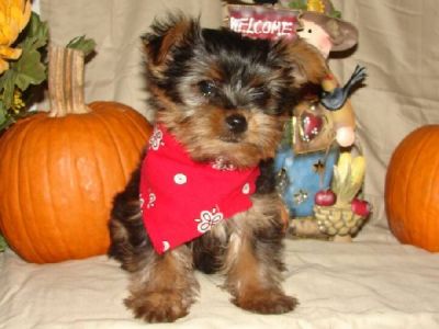 Two X- Mass Cute and Adorable Yorkie puppies for adoption