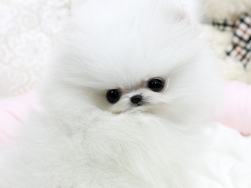 Adorable Male and female Teacup Pomeranian Puppies for