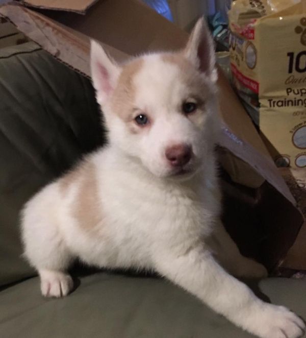 Adorable  Blue Eyes Siberian Husky Puppies For Sale .