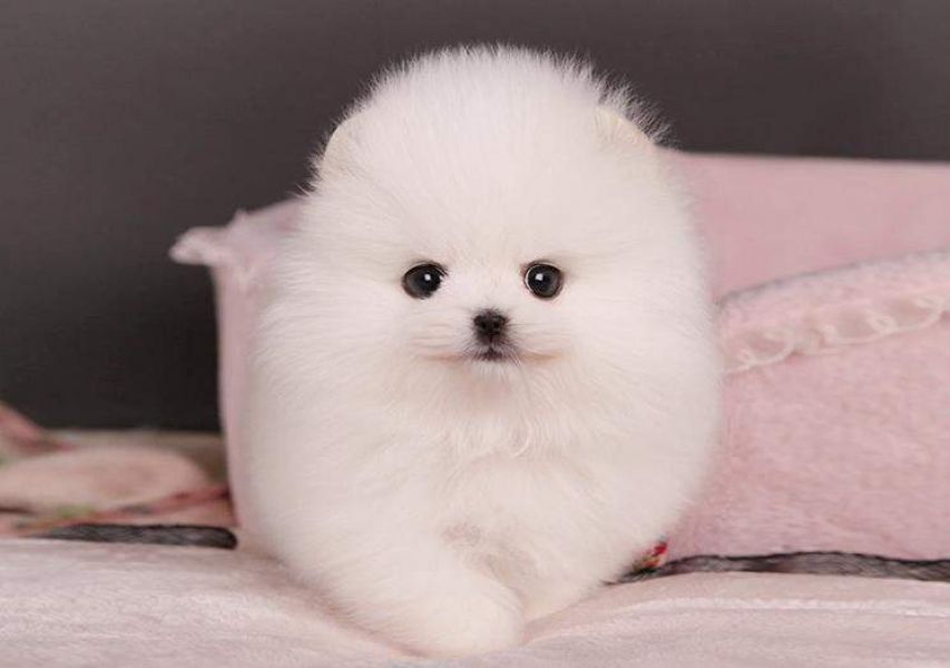 We have male and female Pomerania puppies for re-homing. 