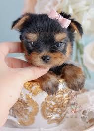 Male and Female Yorkie Puppies For Sale