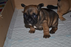 Adorable male and female english Bull Dog Puppies for Adoption