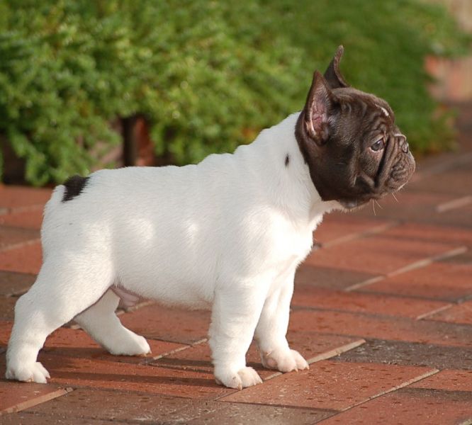 Precious French Bulldog Puppies ready for new homes