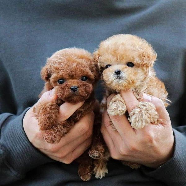 Sweet Toy Poodle puppies for adoption