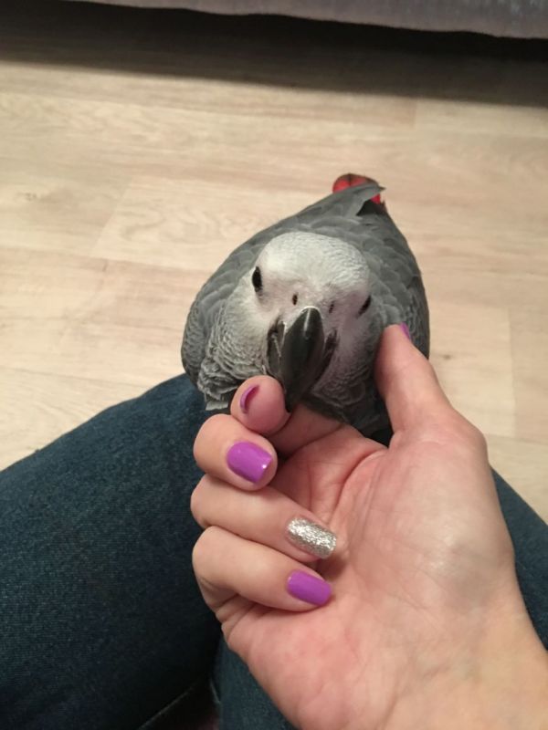 Silly Tame African Grey Baby 
