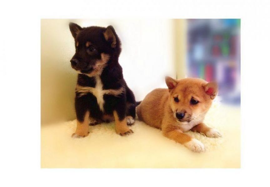 Beautiful and sweet shiba inu puppies for your home for adoption