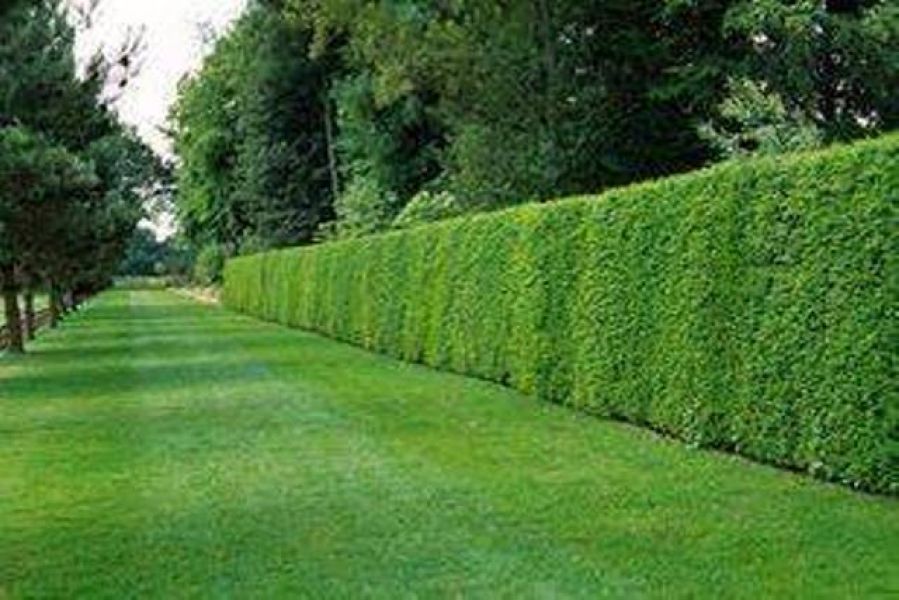 Privacy Hedges for Sale