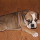 Friendly English Bulldog Puppies For Adoption