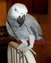 African grey parrot for sale African grey parrot for a good home