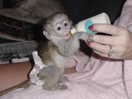 Male & Female Babies Capuchin,Marmoset, Squirrel & Spider monkeys for free adoption