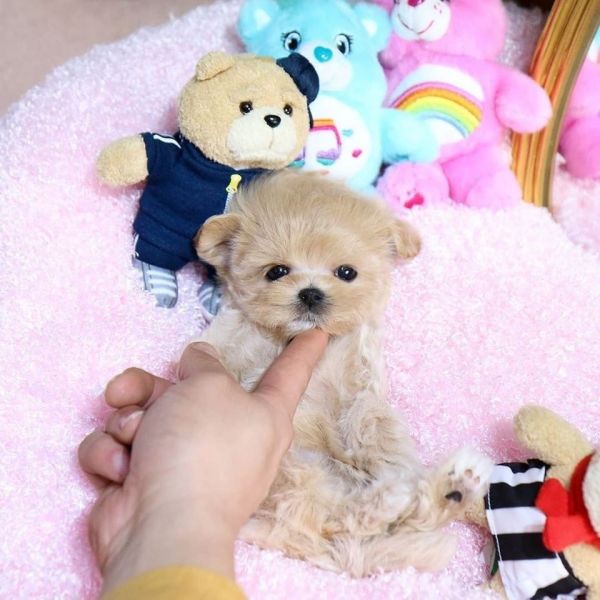 Sweet Toy Poodle puppies for adoption