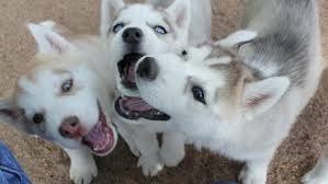 Blue Eyes Siberian Husky puppies  For Adoption.
