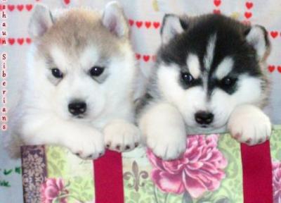 Blue eyes sibewrian husky puppies for adoption