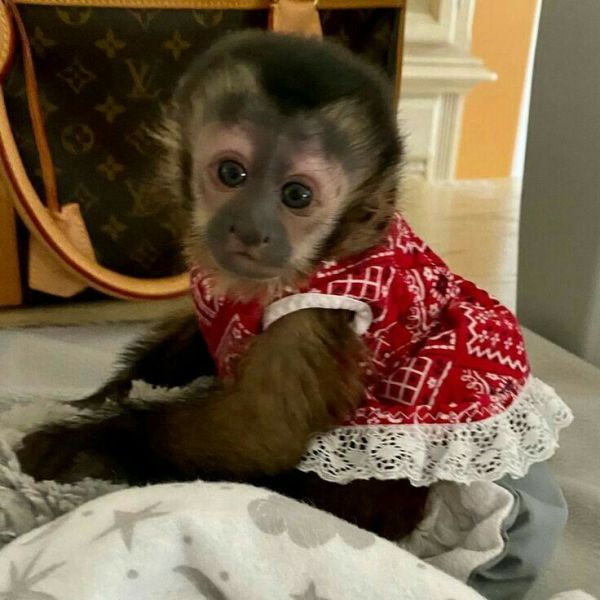 Squirrel monkeys, Capuchin monkeys, Spider monkeys,  Marmosets available