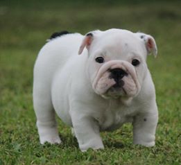 Lovely English Bulldog Puppies for sale