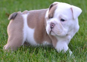 Cute adorable english bull dog puppies for your home