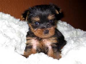 Cute yorkie puppies for adoption text 901-618-0359