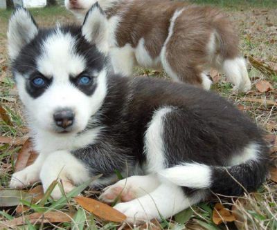New Siberian husky pups for free adoption