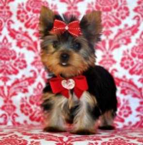 yorkie puppies for sale in winnipeg and yorkie puppies for free adoption yorkie puppies for sale in winnipeg and yorkie puppies for free adoption