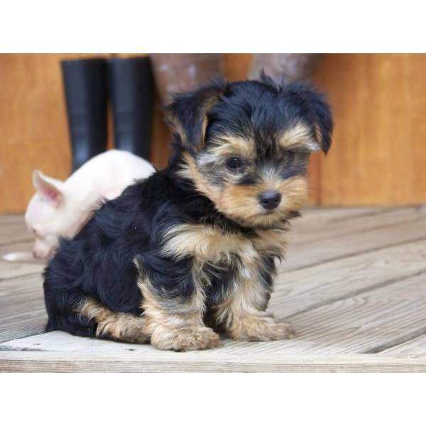 Beautiful Teacup Yorkie puppies for adoption