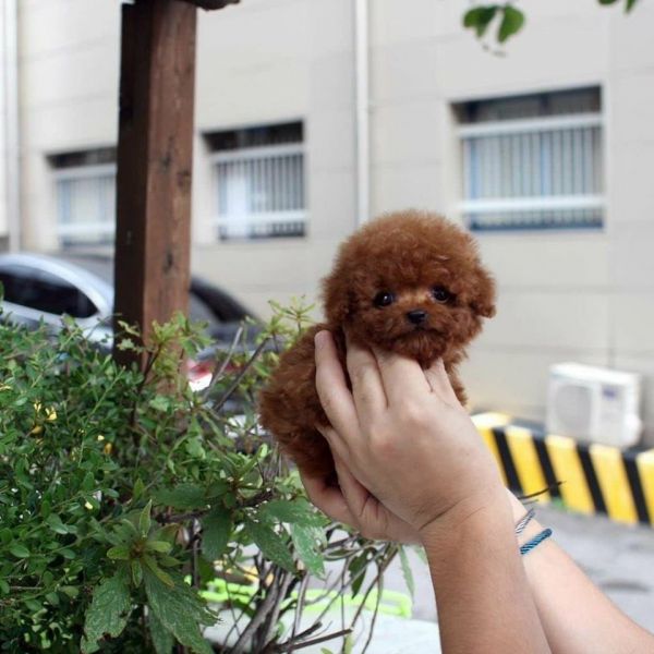 Sweet Toy Poodle puppies for adoption