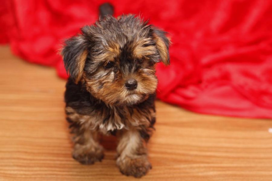 Top Quality Yorkie Puppies