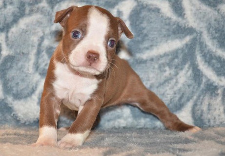 Super Giant Breed Chocolate And White Boston Terrier Pups For Sale 