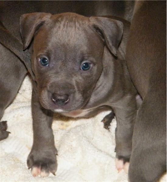 Blue Female Pibull puppy