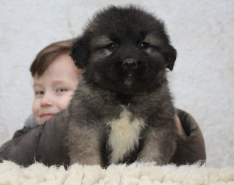 Caucasian Shepherd dog - pupps FCI pedigree