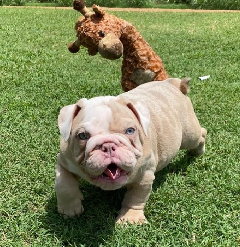 We have 2 cute of AKC registered male and female English Bulldog Puppies with all their papers