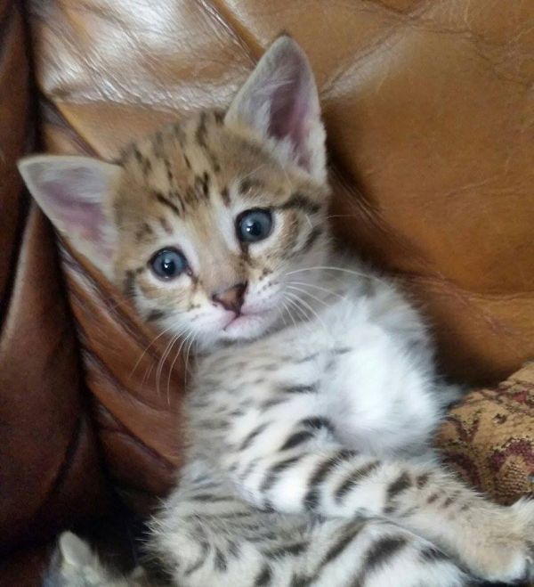 Serval and savannah kittens available